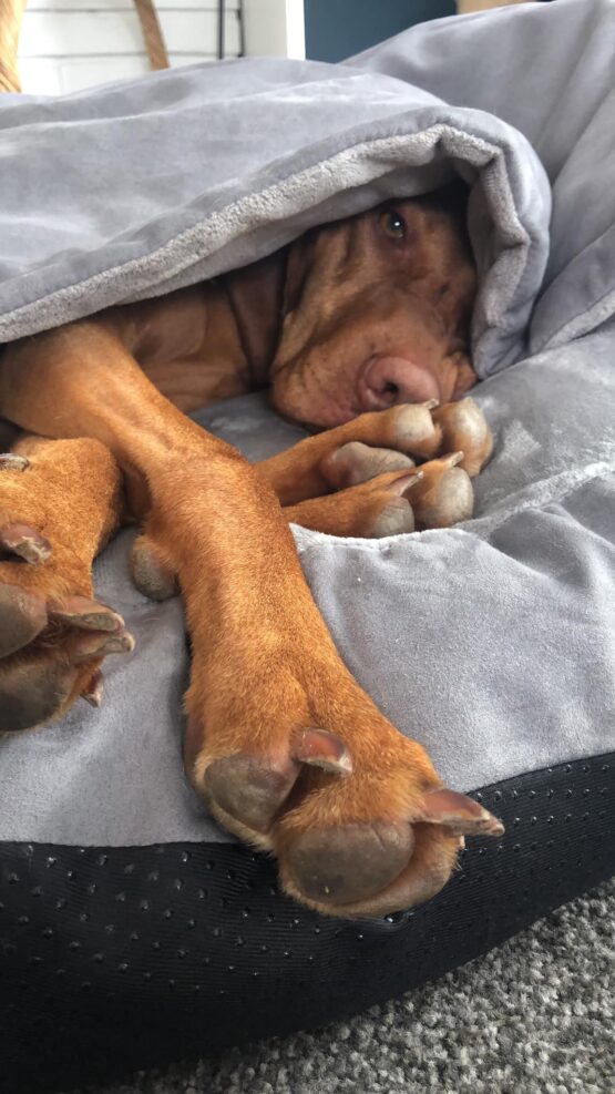 Deluxe Cosy Dog Cave - Image 5